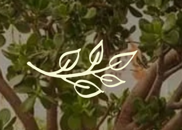 Pépinière Latresne Pépine