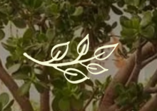 Pépinière Latresne Pépine